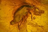 Fossil Fly (Diptera) and Beetle (Coleoptera) In Baltic Amber #173682-2